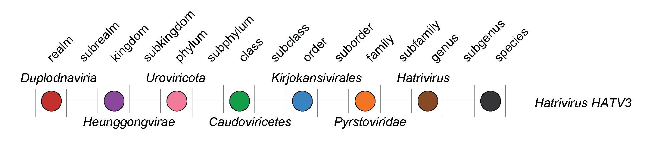 Pyrstoviridae taxonomy